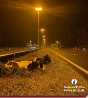 évacuer deux vaches de l’A7/E19