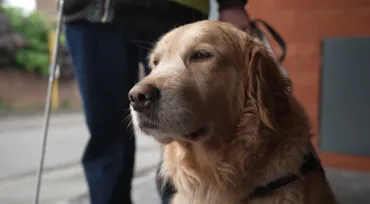 Contacts : vis ma vie de malvoyant avec un chien guide