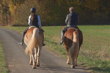Sécurité routière : les cavaliers dans la circulation