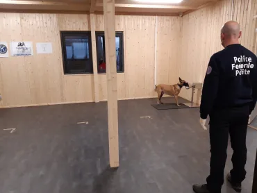 Chiens covid