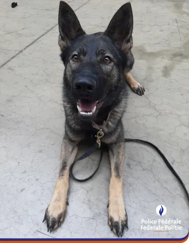 Nieuwe drugs-en cashhond Varda leverde tijdens haar eindstage knap speurwerk!